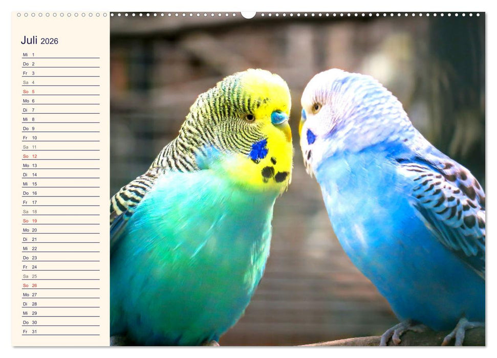 Bezaubernde Schreihälse. Wellen- und Nymphensittiche (CALVENDO Premium Wandkalender 2026)