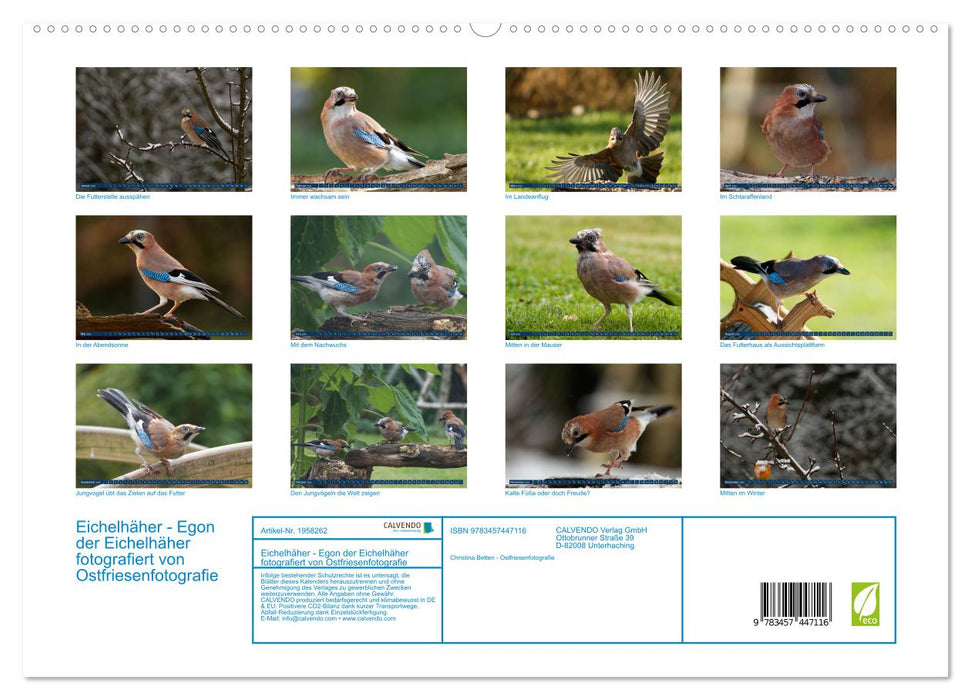 Eichelhäher - Egon der Eichelhäher fotografiert von Ostfriesenfotografie (CALVENDO Premium Wandkalender 2026)
