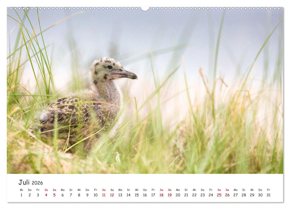 Sehnsuchtinsel Langeoog (CALVENDO Premium Wandkalender 2026)