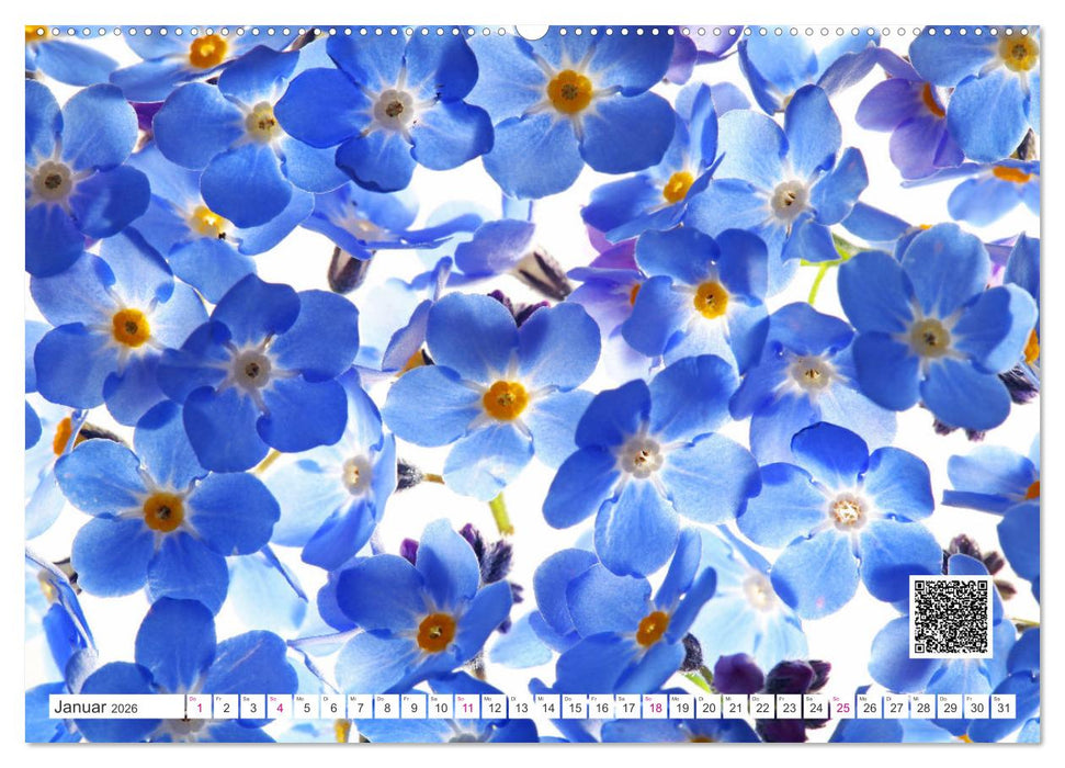 Blumen und dufte Musik (CALVENDO Premium Wandkalender 2026)