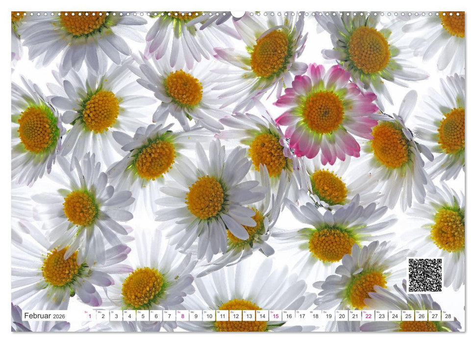Blumen und dufte Musik (CALVENDO Premium Wandkalender 2026)