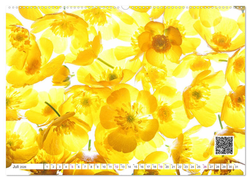 Blumen und dufte Musik (CALVENDO Premium Wandkalender 2026)