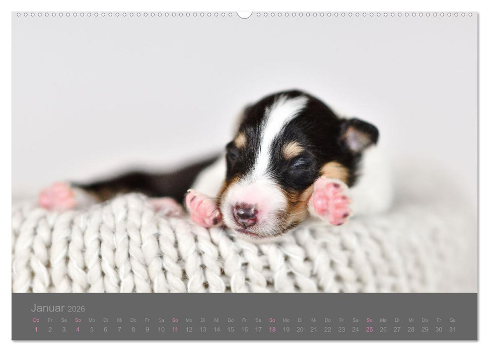 Collie Welpen einfach zuckersüß (CALVENDO Premium Wandkalender 2026)