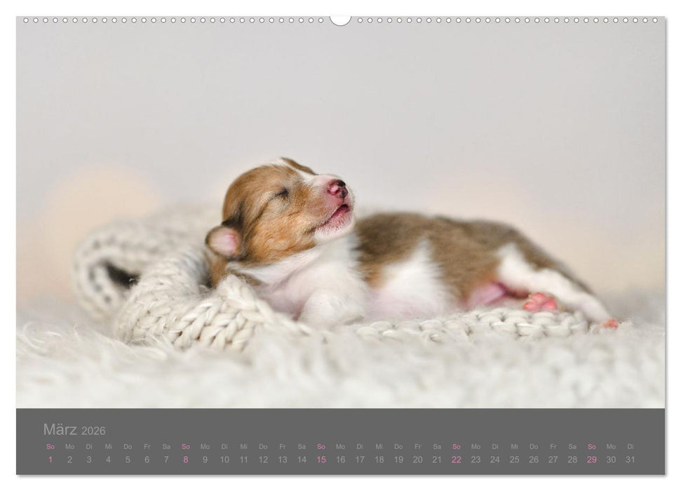 Collie Welpen einfach zuckersüß (CALVENDO Premium Wandkalender 2026)