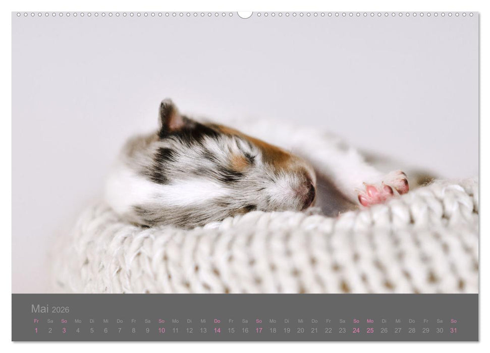 Collie Welpen einfach zuckersüß (CALVENDO Premium Wandkalender 2026)