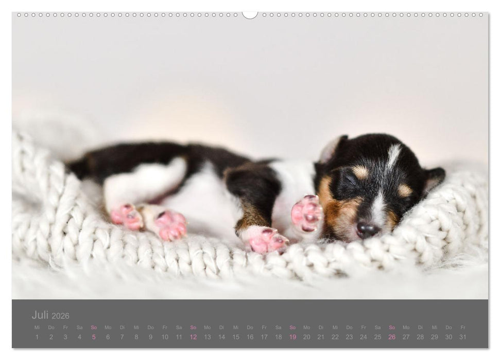 Collie Welpen einfach zuckersüß (CALVENDO Premium Wandkalender 2026)
