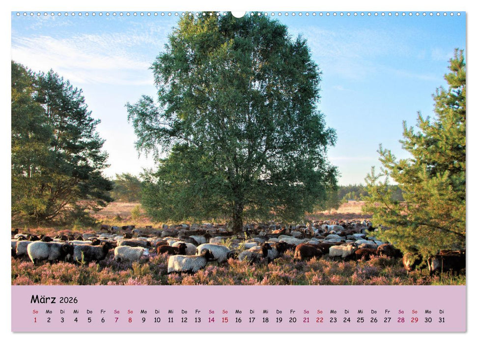 Lüneburger Heide Wege (CALVENDO Premium Wandkalender 2026)