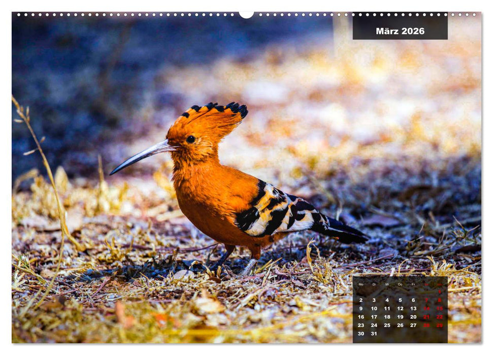 Die bunte Vogelwelt im Kruger National Park (CALVENDO Premium Wandkalender 2026)