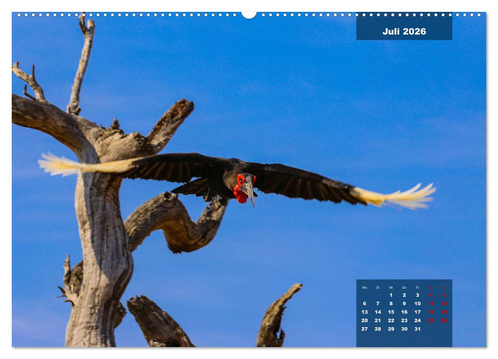 Die bunte Vogelwelt im Kruger National Park (CALVENDO Premium Wandkalender 2026)