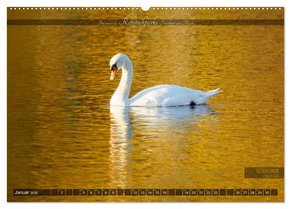 Bewohner des Rebstockparks Frankfurt am Main (CALVENDO Premium Wandkalender 2026)