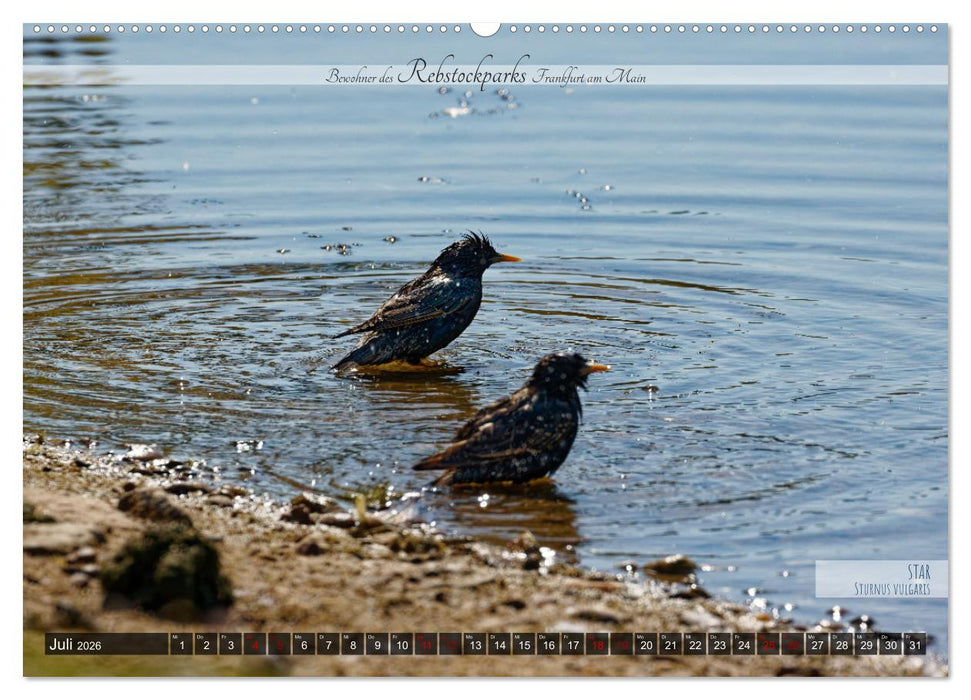 Bewohner des Rebstockparks Frankfurt am Main (CALVENDO Premium Wandkalender 2026)