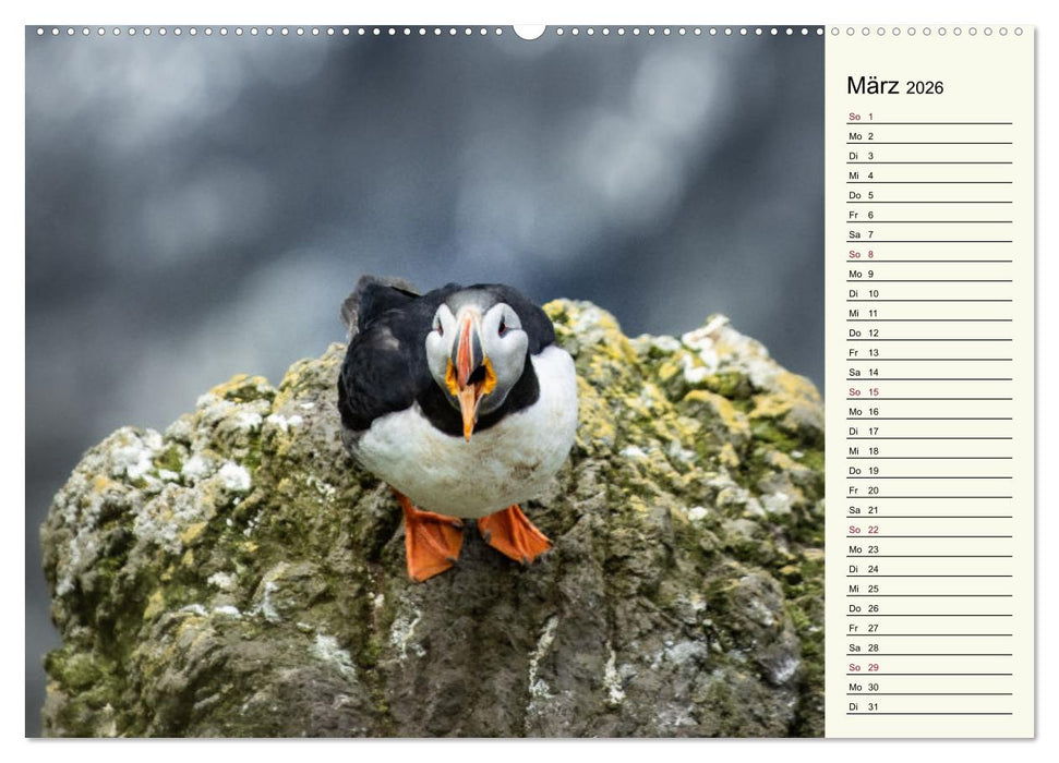 Die Papageientaucher von Island (CALVENDO Premium Wandkalender 2026)