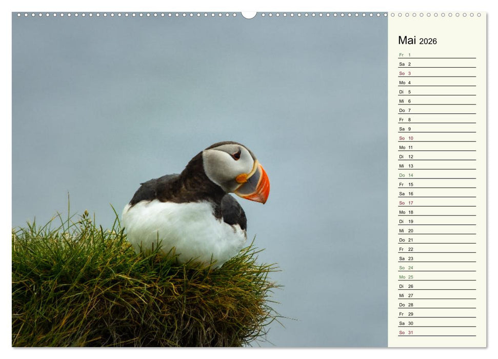 Die Papageientaucher von Island (CALVENDO Premium Wandkalender 2026)