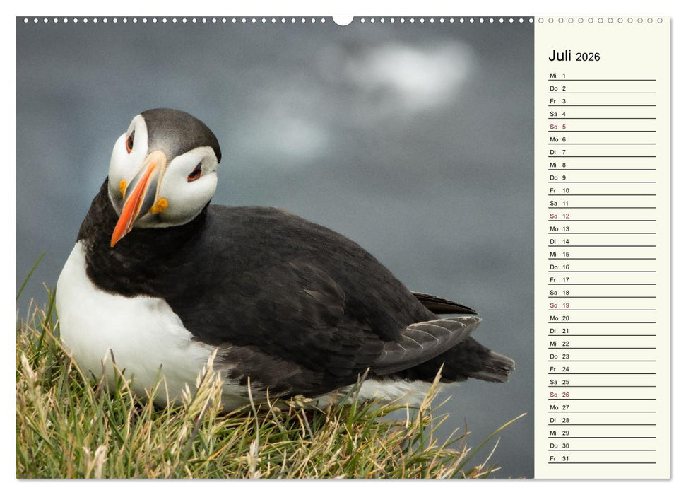 Die Papageientaucher von Island (CALVENDO Premium Wandkalender 2026)