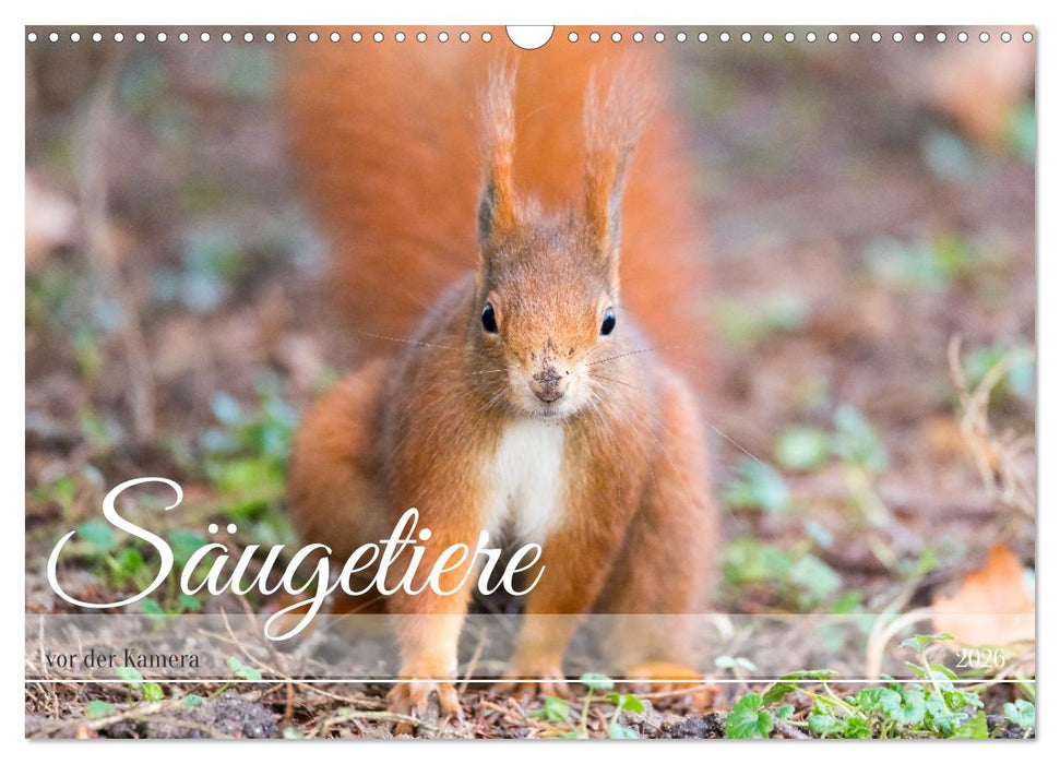 Säugetiere vor der Kamera (CALVENDO Wandkalender 2026)