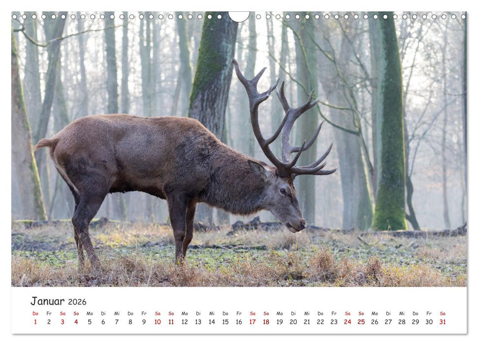 Säugetiere vor der Kamera (CALVENDO Wandkalender 2026)