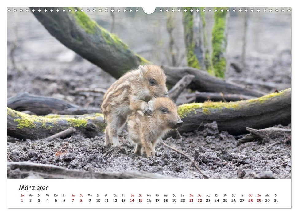 Säugetiere vor der Kamera (CALVENDO Wandkalender 2026)