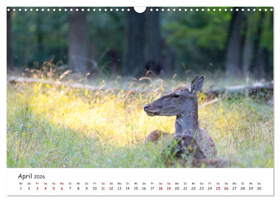 Säugetiere vor der Kamera (CALVENDO Wandkalender 2026)