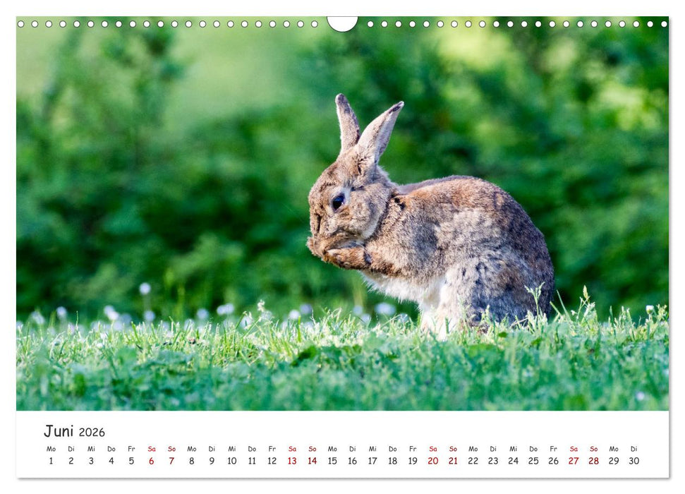 Säugetiere vor der Kamera (CALVENDO Wandkalender 2026)