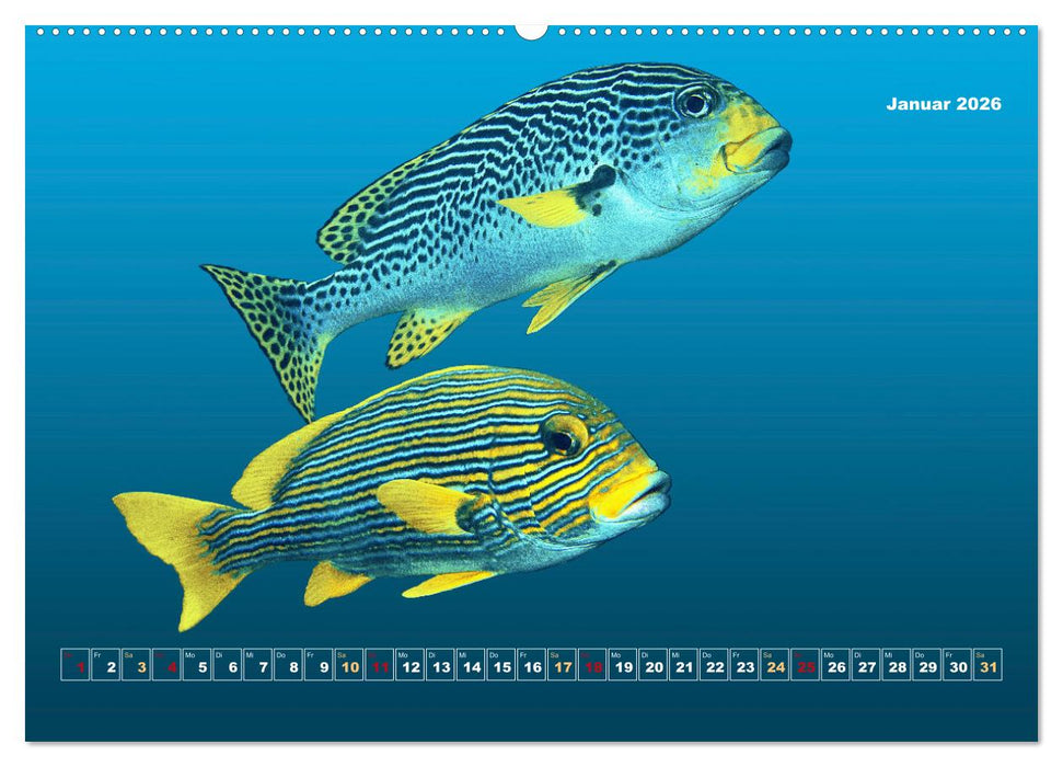Unterwasser-Galerie (CALVENDO Premium Wandkalender 2026)