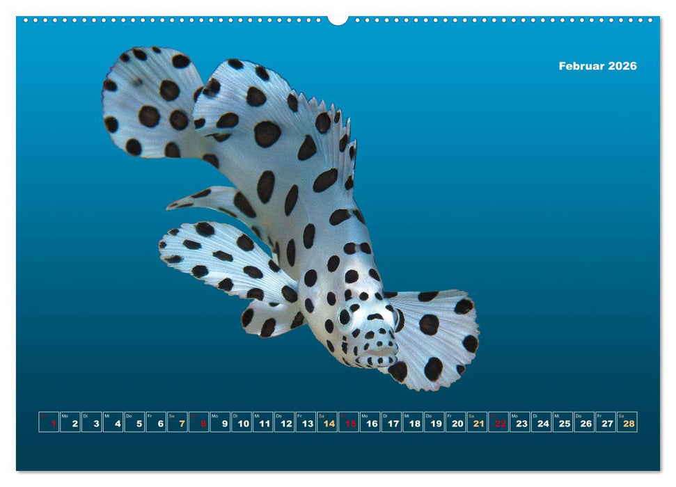 Unterwasser-Galerie (CALVENDO Premium Wandkalender 2026)