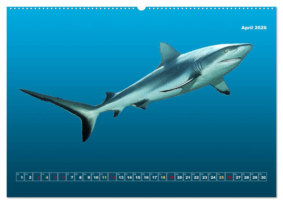Unterwasser-Galerie (CALVENDO Premium Wandkalender 2026)
