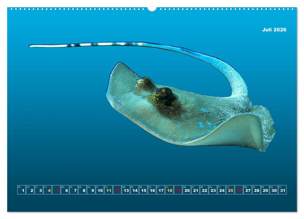 Unterwasser-Galerie (CALVENDO Premium Wandkalender 2026)