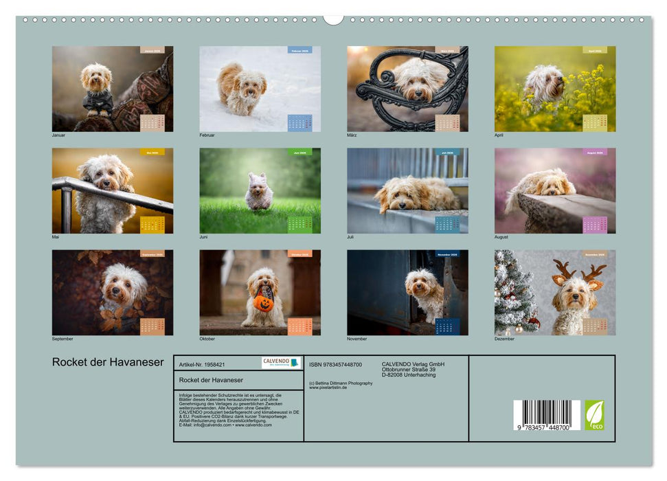 Rocket der Havaneser (CALVENDO Premium Wandkalender 2026)