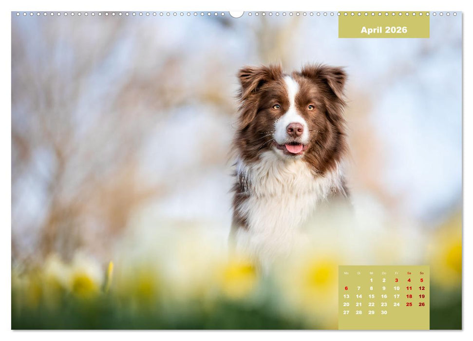 Fellnasenromantik (CALVENDO Premium Wandkalender 2026)