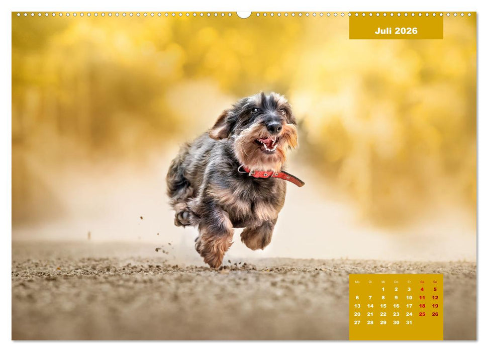 Fellnasenromantik (CALVENDO Premium Wandkalender 2026)