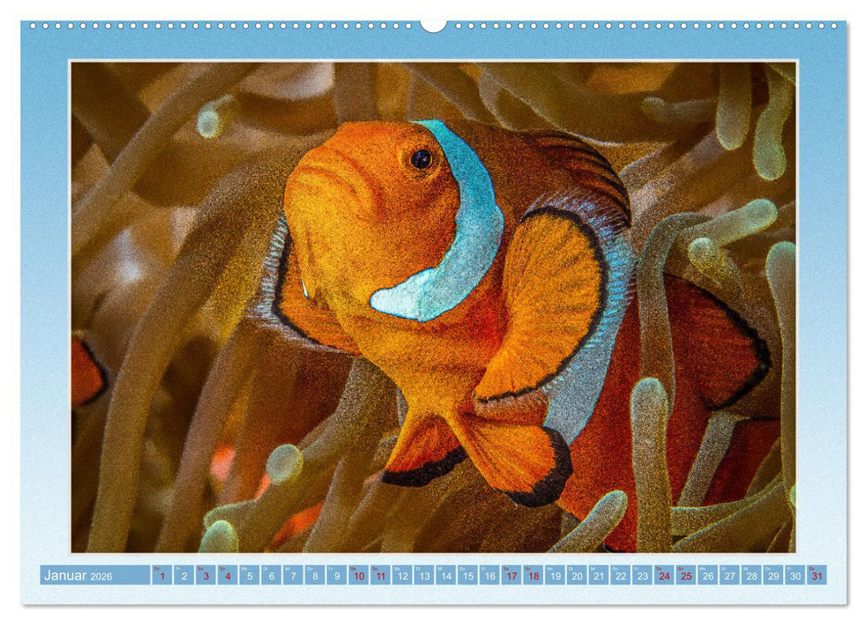 fisch portrait (CALVENDO Wandkalender 2026)