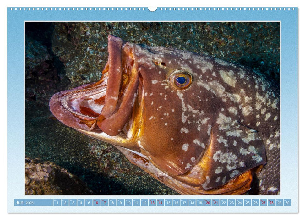 fisch portrait (CALVENDO Wandkalender 2026)