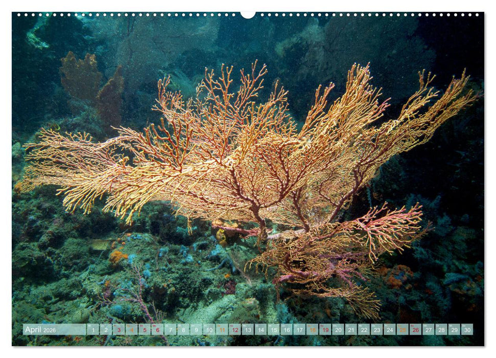 Raja Ampat - Impressionen (CALVENDO Premium Wandkalender 2026)