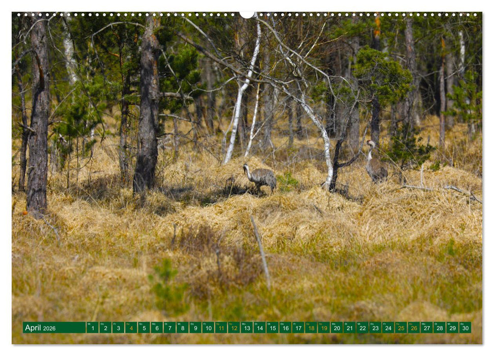 Der Loben. Im Reich der Moorgeister und Kreuzottern- Südbrandenburgs letztes großes Moor (CALVENDO Wandkalender 2026)