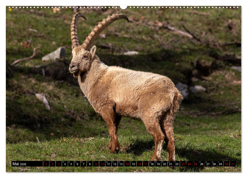 Faszinierendes Oberengadin (CALVENDO Premium Wandkalender 2026)