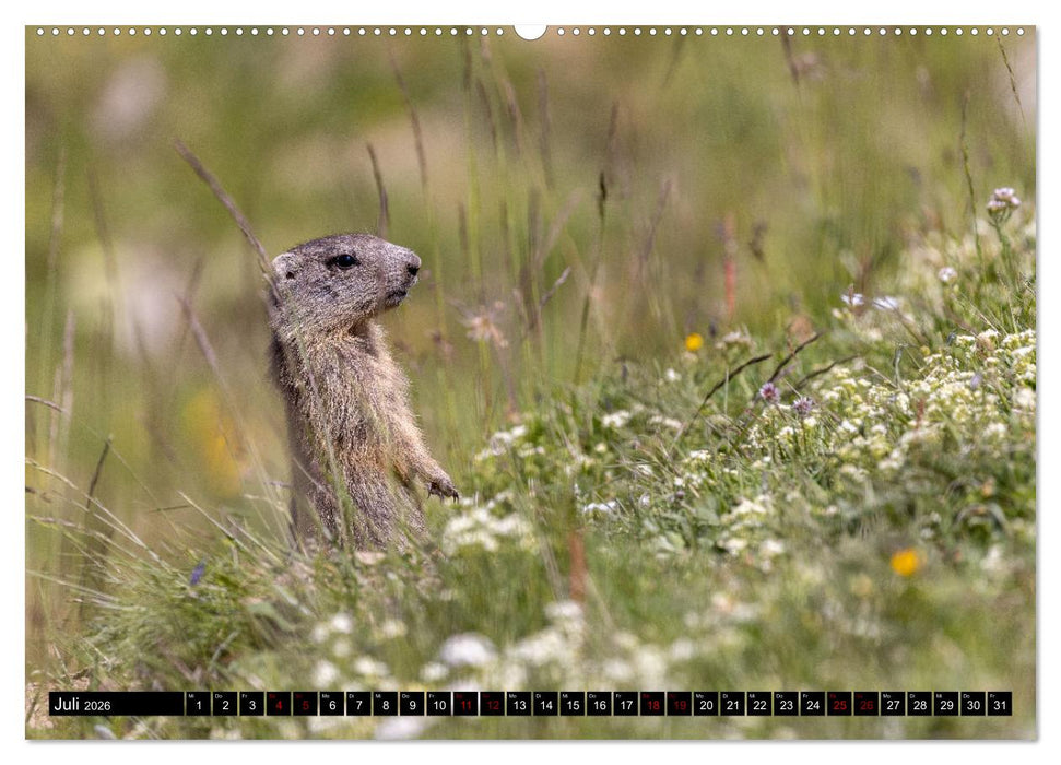Faszinierendes Oberengadin (CALVENDO Premium Wandkalender 2026)