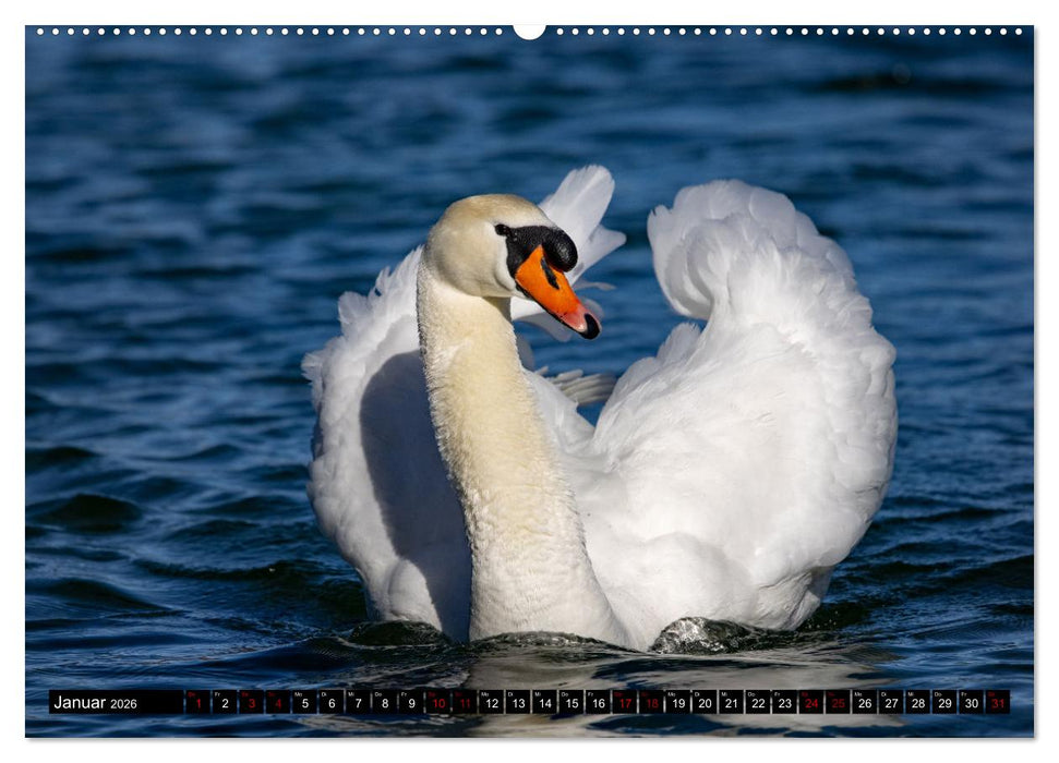 Die Eleganz der Schwäne (CALVENDO Premium Wandkalender 2026)