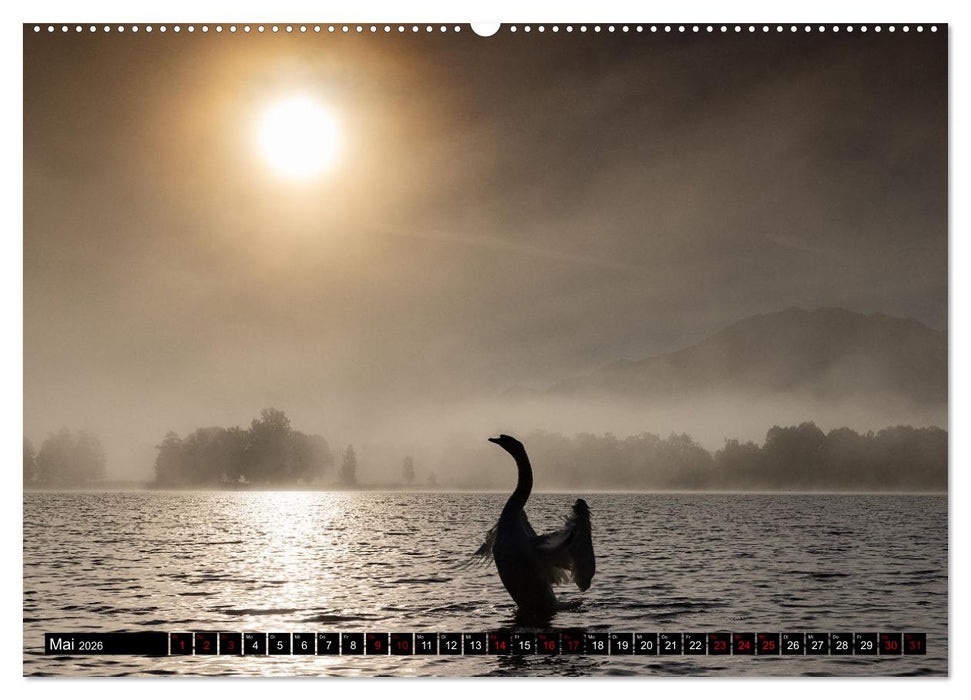 Die Eleganz der Schwäne (CALVENDO Premium Wandkalender 2026)