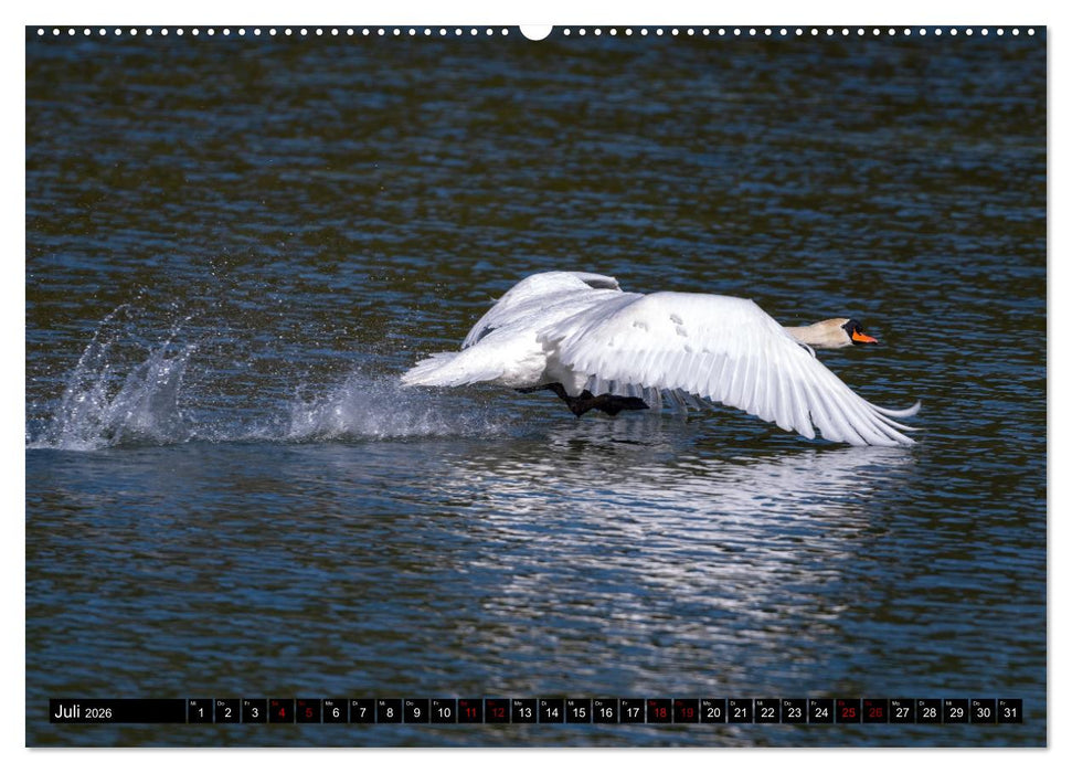 Die Eleganz der Schwäne (CALVENDO Premium Wandkalender 2026)