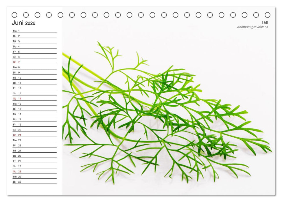 Gartenkräuter (CALVENDO Wandkalender 2026)