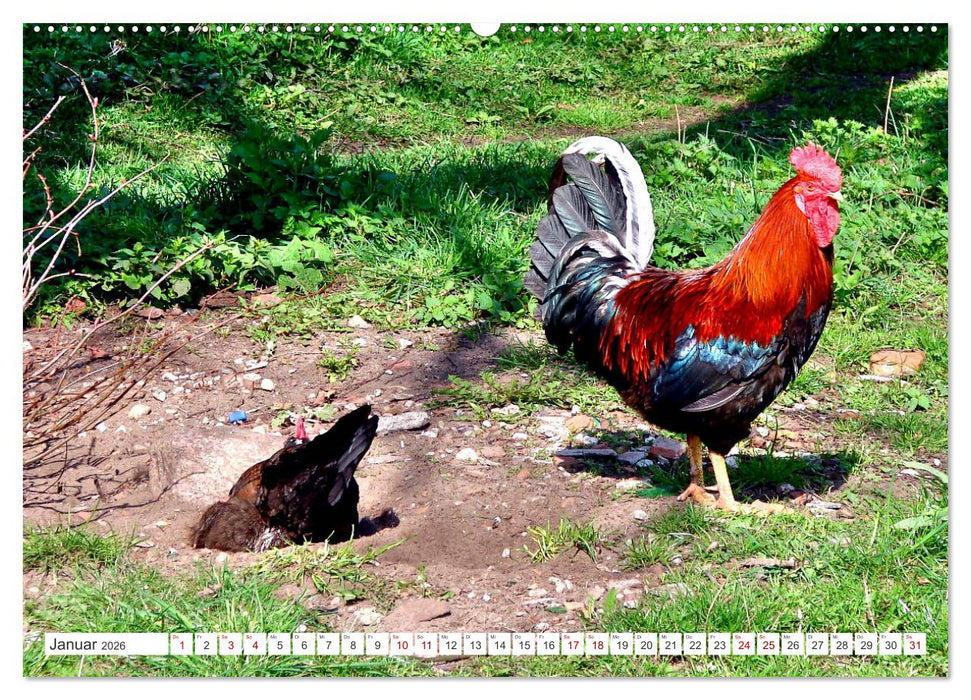 Idyllisches Ostpreußen - Im Lande der glücklichen Kühe (CALVENDO Premium Wandkalender 2026)