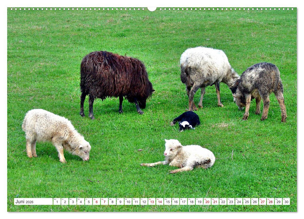 Idyllisches Ostpreußen - Im Lande der glücklichen Kühe (CALVENDO Premium Wandkalender 2026)