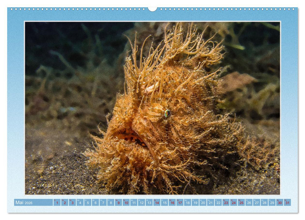 fisch portrait (CALVENDO Premium Wandkalender 2026)