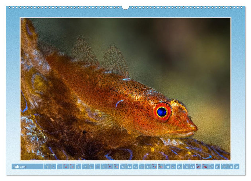 fisch portrait (CALVENDO Premium Wandkalender 2026)