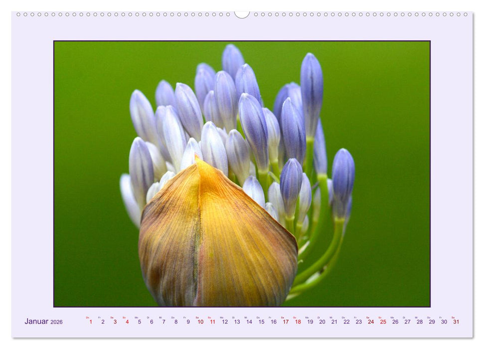 Schmucklilie - Agapanthus (CALVENDO Premium Wandkalender 2026)
