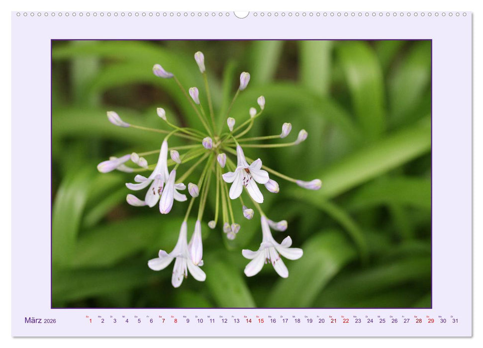 Schmucklilie - Agapanthus (CALVENDO Premium Wandkalender 2026)