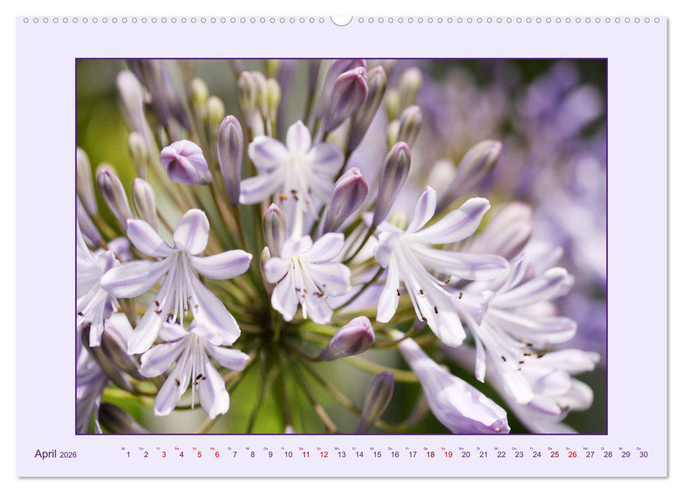 Schmucklilie - Agapanthus (CALVENDO Premium Wandkalender 2026)