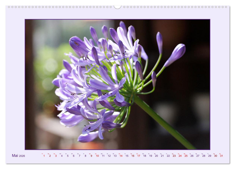 Schmucklilie - Agapanthus (CALVENDO Premium Wandkalender 2026)