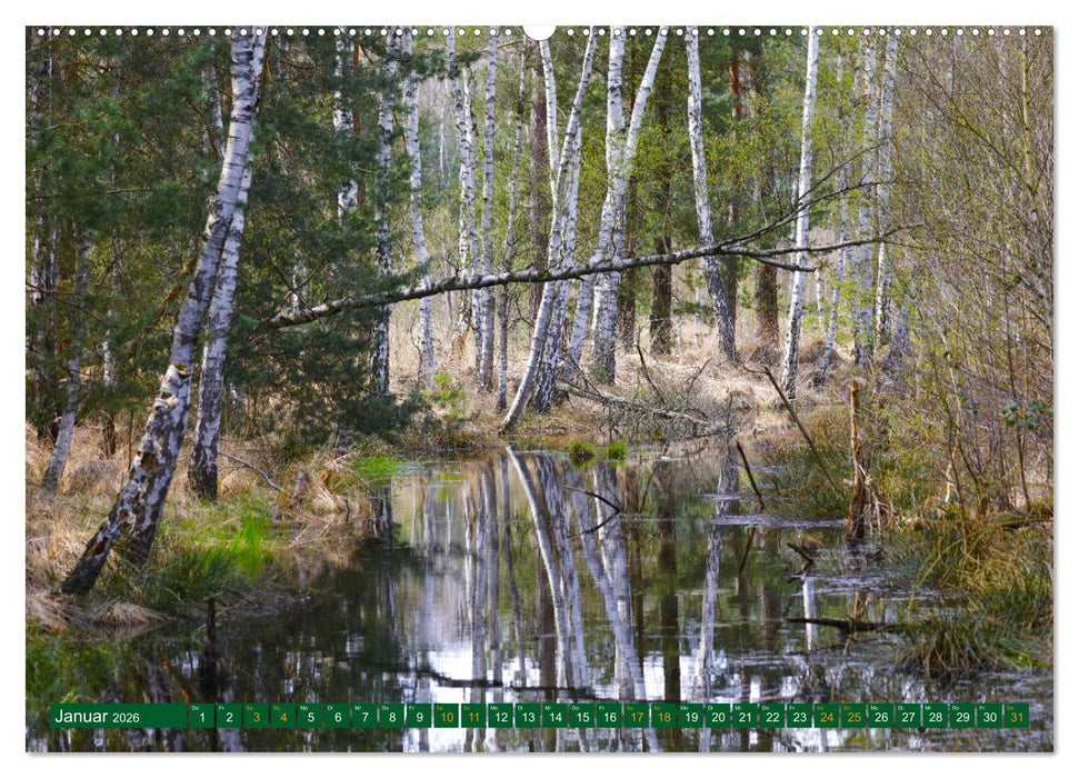 Der Loben. Im Reich der Moorgeister und Kreuzottern- Südbrandenburgs letztes großes Moor (CALVENDO Premium Wandkalender 2026)