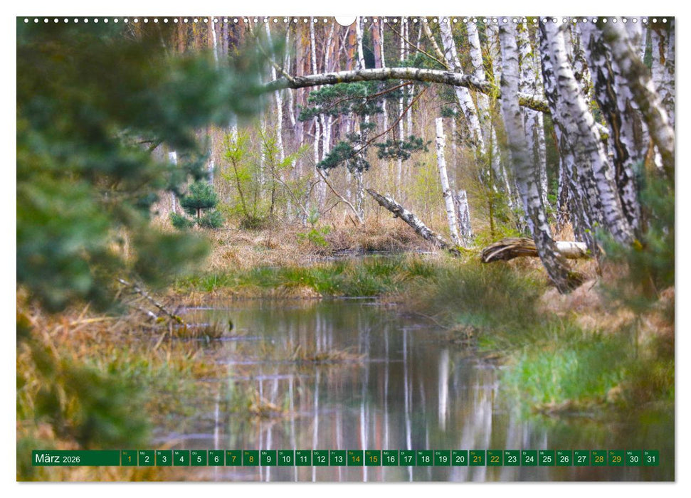 Der Loben. Im Reich der Moorgeister und Kreuzottern- Südbrandenburgs letztes großes Moor (CALVENDO Premium Wandkalender 2026)